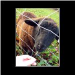 9 bunrattysheep_2276.html